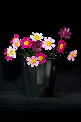 Cosmeen,2010/11, Origami, Photodruck, Plexiglaskaschierung, Maße variabel (Foto: Jens Wegener)