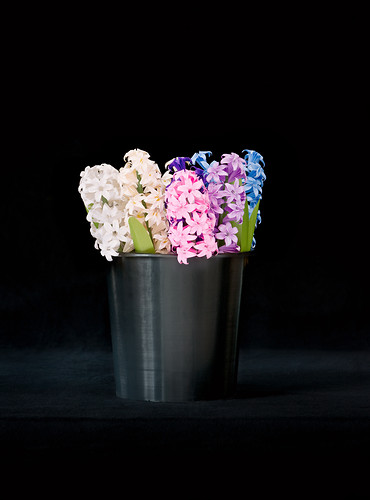 Hyazinthen, 2010/11, Origami, Photodruck, Plexiglaskaschierung, Maße variabel (Foto: Jens Wegener)