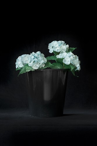 Hortensien, 2010/11, Origami, Photodruck, Plexiglaskaschierung, Maße variabel (Foto: Jens Wegener)