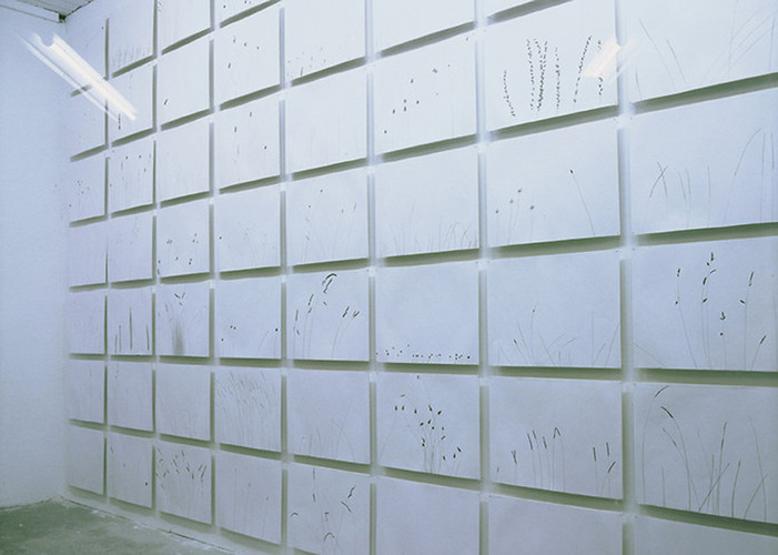 Gras (Foto: Bruno Weiß)