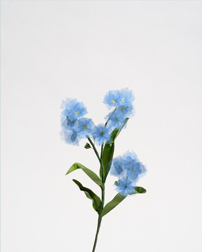 Gardening (Vergissmeinnicht), 2015, Origami, Giclee-Druck, 50x40cm