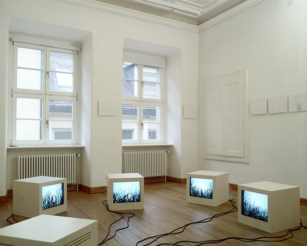 Wiese (Foto: Bruno Weiß)